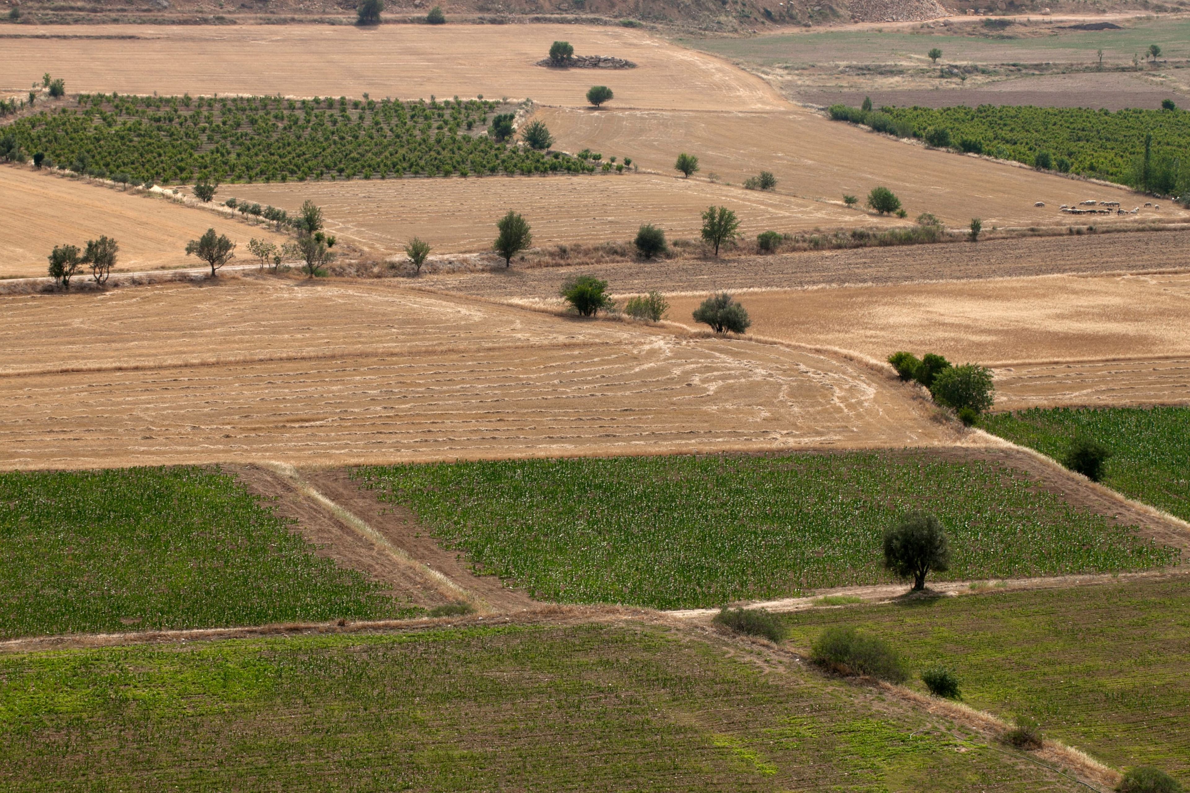 Agricultural Land — view 2